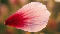 Delicate pink petal with deep red center and fine veining, isolated on blurred natural background. Suitable for botanical designs, floral compositions, and nature-themed projects.