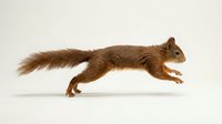 Red squirrel leaping mid-air, isolated on white background, showcasing dynamic movement and fluffy tail, ready for nature and wildlife design use.