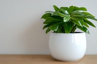 Lush green tropical houseplant with glossy leaves in modern white ceramic pot on wooden surface against neutral wall background. Minimalist home decor setting.