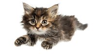 Playful fluffy kitten with brown tabby markings and wide eyes lying on white background, paw extended forward in playful pose. Isolated cutout for design projects.