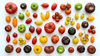 Colorful heirloom tomato varieties collection on white background. Fresh organic vegetables isolated for healthy cooking and farm market design.