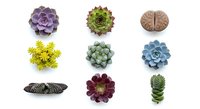 Collection of colorful succulent plants arranged in grid pattern on white background, perfect for botanical design projects and gardening concepts.