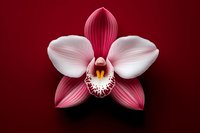 Pink and white orchid flower with yellow center on deep red background, top view, elegant floral close-up for decor and design.
