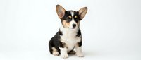 Adorable tricolor Corgi puppy sitting on white background, isolated cute dog with perked ears and fluffy coat for pet designs and marketing materials.