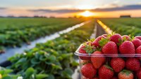Fresh ripe strawberries in basket at organic farm field during golden sunset with irrigation channels and rows of strawberry plants in background.
