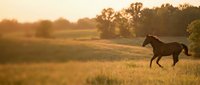 Horse galloping through golden meadow at sunset with warm light creating peaceful countryside scene for equestrian and nature themes.