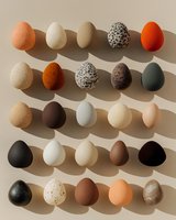 Collection of diverse bird eggs arranged in neat rows on beige background with dramatic shadows, showcasing natural colors and patterns from speckled to solid.
