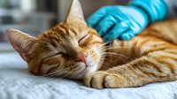 Ginger cat sleeping peacefully while being petted with blue rubber glove, close up portrait showing relaxed expression and soft fur texture in natural light.