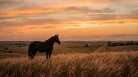Majestic horse silhouette standing in golden grassland field during dramatic sunset with warm orange sky clouds creating peaceful rural countryside scene.