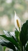 White peace lily flower with yellow spadix blooming among lush green foliage against soft blurred natural background for home decor and wellness concepts.
