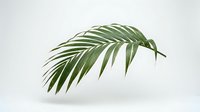 Tropical palm leaf with elegant curved fronds isolated on white background for botanical design projects and natural decor elements.