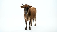 Brown cow with white face marking standing against white background, suitable for agricultural, livestock, and farming industry projects.