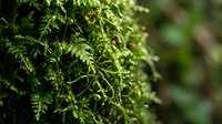 Lush green moss covering tree bark with soft natural light filtering through, creating detailed texture and depth for botanical and nature backgrounds.