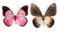 Pink and brown butterfly specimens with spotted wing patterns displayed side by side, showcasing contrasting colors and natural markings for entomology collection.