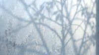 Delicate frost patterns and tree branch shadows create ethereal winter textures on glass surface for seasonal design projects.
