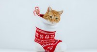 Ginger tabby cat wearing festive red and white knitted stocking with snowflake pattern, holding candy cane, isolated on white background for holiday greeting cards and seasonal designs.