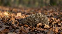 Small hedgehog walking through autumn leaves and forest debris on ground, suitable for wildlife, nature, and seasonal content.
