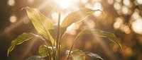 Young green plant seedling growing in warm golden sunlight with soft bokeh background representing new life, growth, and natural development.
