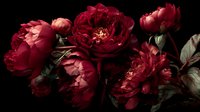 Deep red peony flowers in full bloom against dark background, dramatic moody floral composition with rich burgundy petals and green leaves in low key lighting.