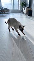 Siamese cat playing with toy ball on light wooden floor in modern apartment with large windows and contemporary furniture.