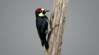 Acorn woodpecker with distinctive red cap and black plumage perched on weathered tree trunk against neutral background for wildlife photography.