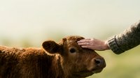 Farmer's hand gently touching brown calf's head in pastoral setting, depicting animal care and agricultural connection for farming and livestock content.