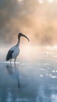 Sacred ibis wading bird standing in misty water with golden sunrise light and bokeh reflections creating serene wetland atmosphere for nature photography.