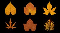 Autumn leaves collection featuring six isolated fall foliage designs in warm orange and golden tones on transparent background. Ready for t-shirt designs, clipart, stickers, sublimation and print-on-demand projects.