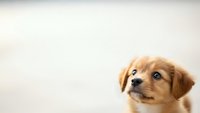 Adorable golden retriever puppy with expressive eyes looking up against neutral background with copy space for pet care and animal wellness content.