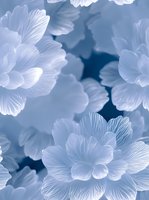 Ethereal white flower petals with delicate veining float against deep blue background, creating dreamy botanical macro composition for romantic designs and decor.