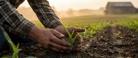 Farmer hands protecting young green plant seedling in fertile soil during golden hour sunrise on agricultural field with barn in background.