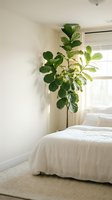 Minimalist bedroom interior with large fiddle leaf fig plant in corner, white bedding, natural light from window creating serene atmosphere for home decor.