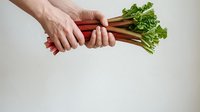 Fresh rhubarb bunch held in hands against white background, suitable for cooking, recipe, and healthy food content.