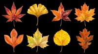 Autumn leaves collection in red, orange and yellow tones, isolated on transparent background. Ready for clipart, stickers, t-shirt design, sublimation and print on demand use.