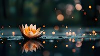 Serene peach water lily floating on dark water surface with magical bokeh lights and reflection creating dreamy atmosphere for wellness and spa designs.
