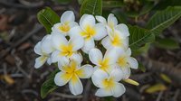 White and yellow plumeria flowers with green leaves blooming in cluster, tropical flowering plant for garden design, botanical and nature backgrounds.