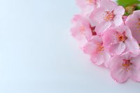 Delicate pink cherry blossoms with water drops against soft white background, macro view showing subtle details and stamens of spring sakura flowers.