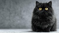 Fluffy black kitten with bright yellow eyes sitting against gray textured background, adorable domestic cat portrait for pet care and animal lover designs.