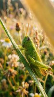 Green grasshopper perched on grass blade with morning dew drops in golden sunlight, natural meadow habitat with wildflowers and bokeh background.