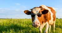 Funny cow wearing sunglasses standing in green pasture field under blue sky. Humorous farm animal portrait for agriculture and livestock concepts.