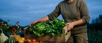 Farmer holding wooden crate filled with fresh organic lettuce and vegetables at sunset on sustainable farm during harvest season.
