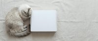 Fluffy light gray cat lying next to a blank white cardboard box on a beige linen background, top view with copy space.