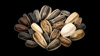 Sunflower seeds isolated on transparent background, ready for clipart, print-on-demand designs, t-shirt graphics, stickers, and sublimation projects. High-quality cut-out asset for digital crafts.