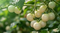Fresh white cherry tomatoes growing on vine with green leaves in sunlight. Organic garden produce ripening in summer for healthy eating and cooking.