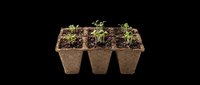 Seedlings growing in a peat tray with soil, isolated on transparent background. Ready for gardening, nature clipart, stickers, print on demand, and t-shirt design use.