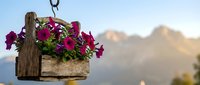 Rustic wooden hanging basket filled with vibrant purple petunias blooming against blurred mountain landscape background for garden decoration.