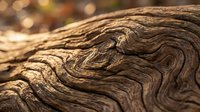 Weathered wood grain texture with natural swirling patterns and warm earthy tones, suitable for backgrounds, design elements, and rustic projects.