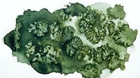 Fresh green kale leaves isolated on white background for healthy cooking and nutrition design projects.