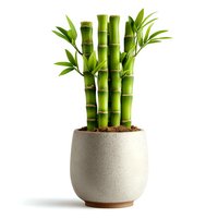 Lucky bamboo plant in modern ceramic pot isolated on white background for home decor and feng shui design projects.