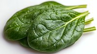 Fresh spinach leaves with water droplets on white background, showcasing vibrant green color and natural texture for food photography and healthy eating concepts.